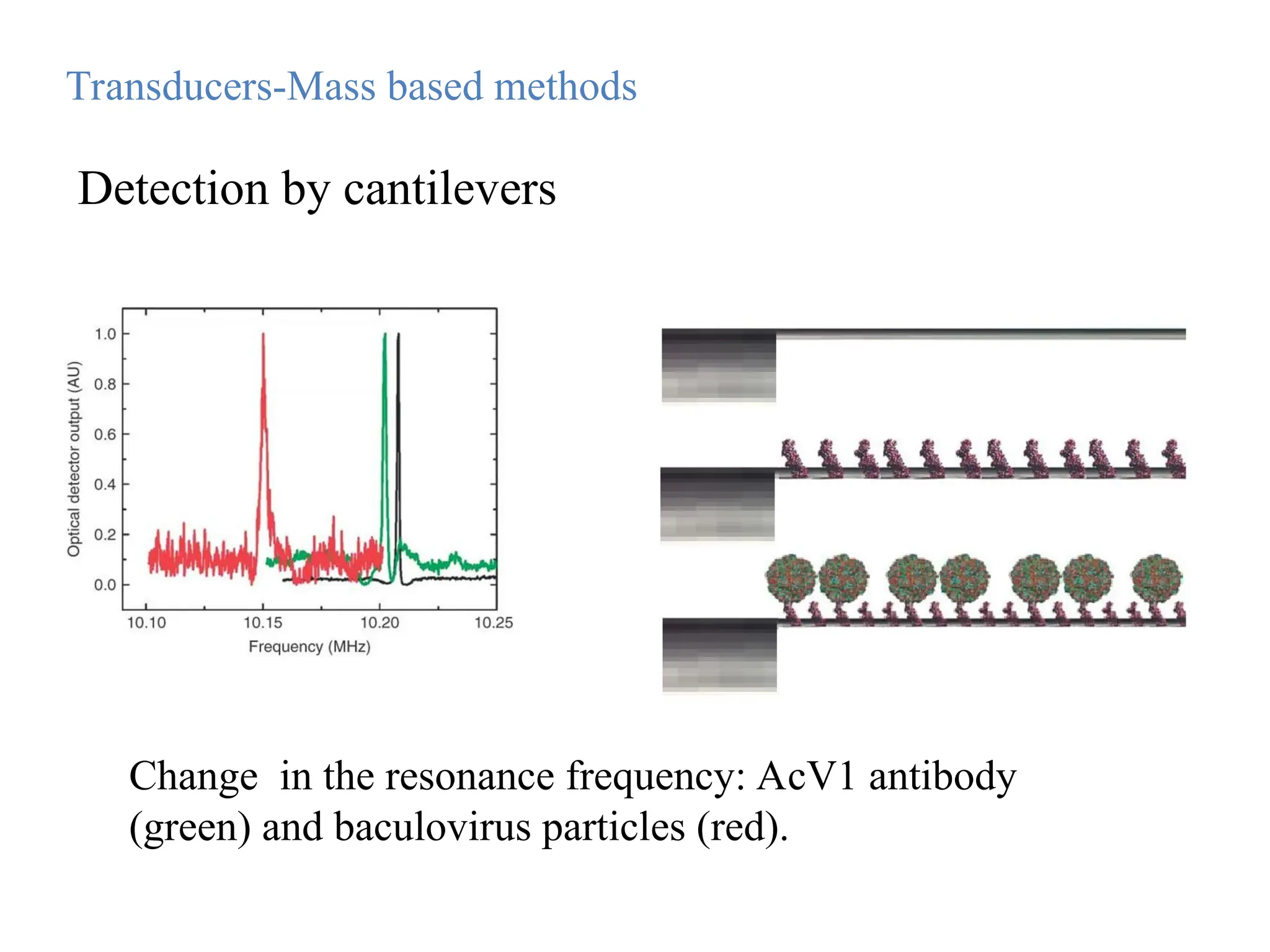 Change in the resonance frequency: AcV1 antibody
(green) and baculovirus particles (red).
Transducers-Mass based methods
Detection by cantilevers
 