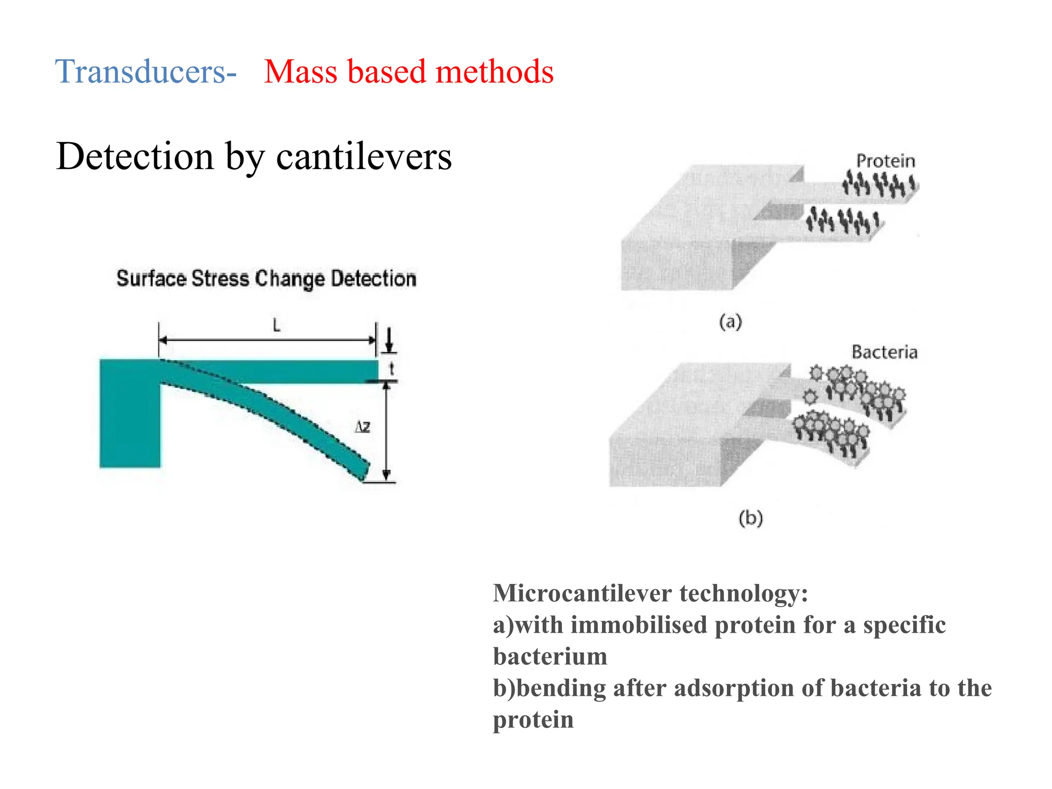 Transducers- Mass based methods
Microcantilever technology:
a)with immobilised protein for a specific
bacterium
b)bending after adsorption of bacteria to the
protein
Detection by cantilevers
 