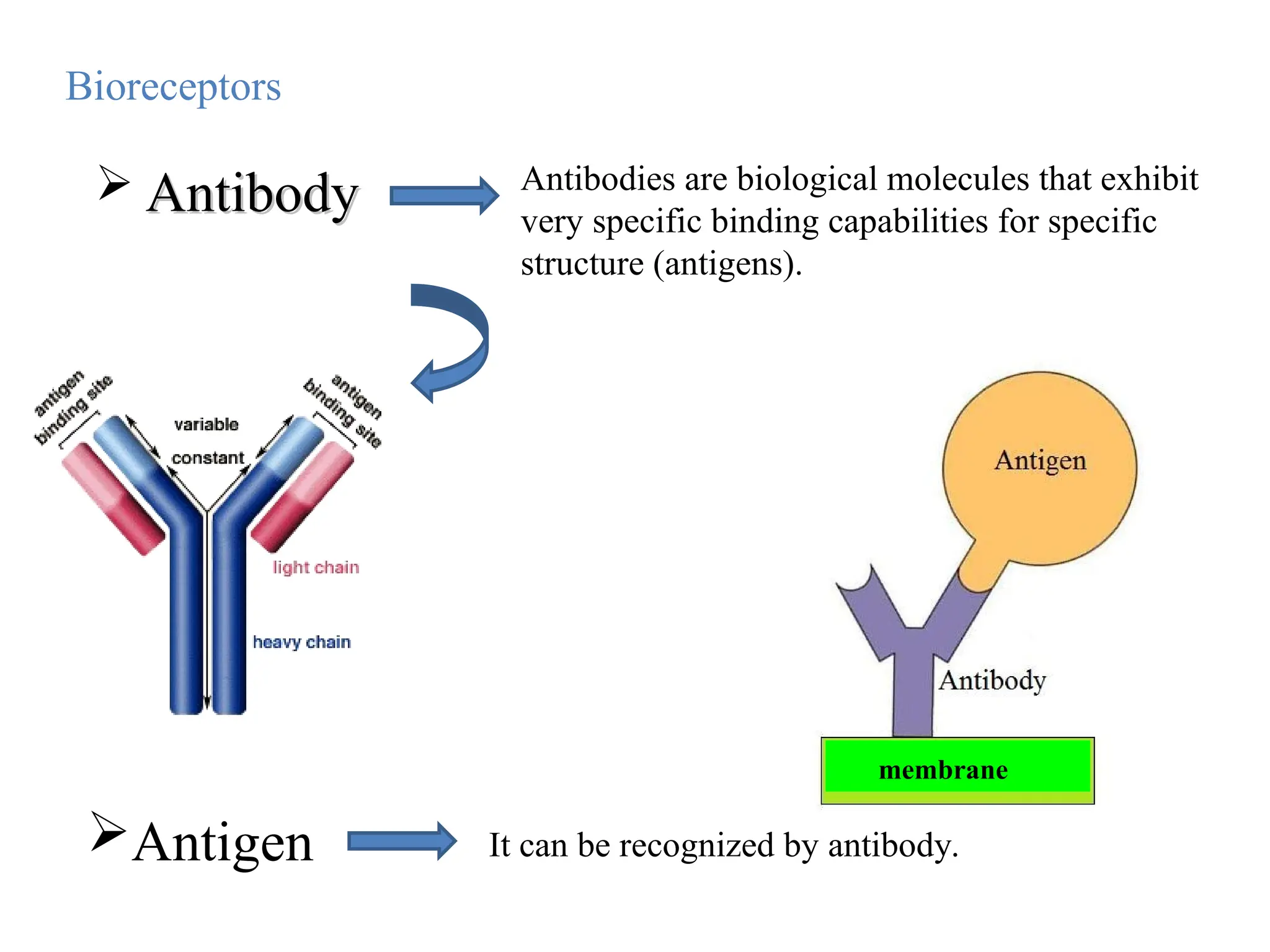  Antibody
Antibody Antibodies are biological molecules that exhibit
very specific binding capabilities for specific
structure (antigens).
Antigen It can be recognized by antibody.
Bioreceptors
membrane
 