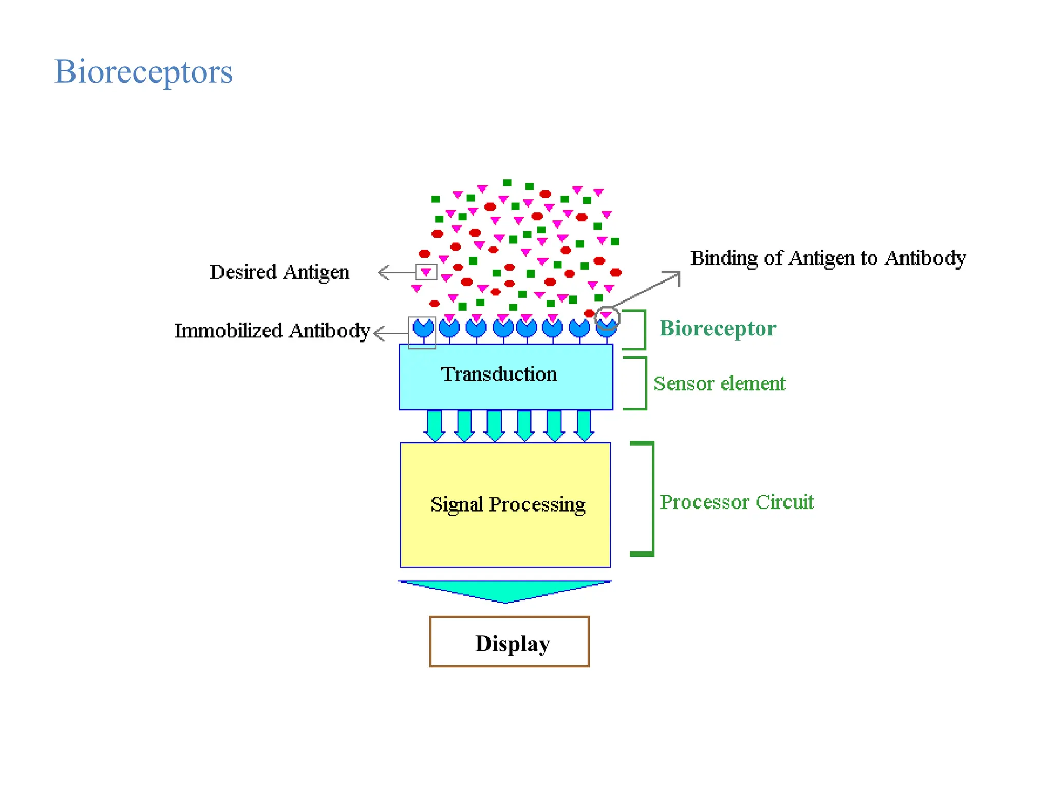 Bioreceptors
Display
Bioreceptor
 