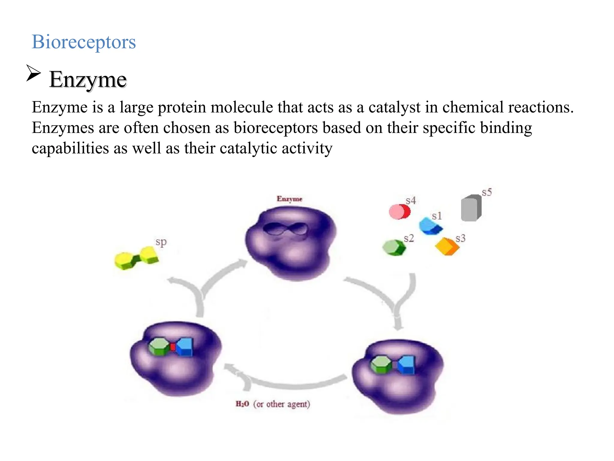 Enzyme is a large protein molecule that acts as a catalyst in chemical reactions.
Enzymes are often chosen as bioreceptors based on their specific binding
capabilities as well as their catalytic activity
Bioreceptors
 Enzyme
Enzyme
 