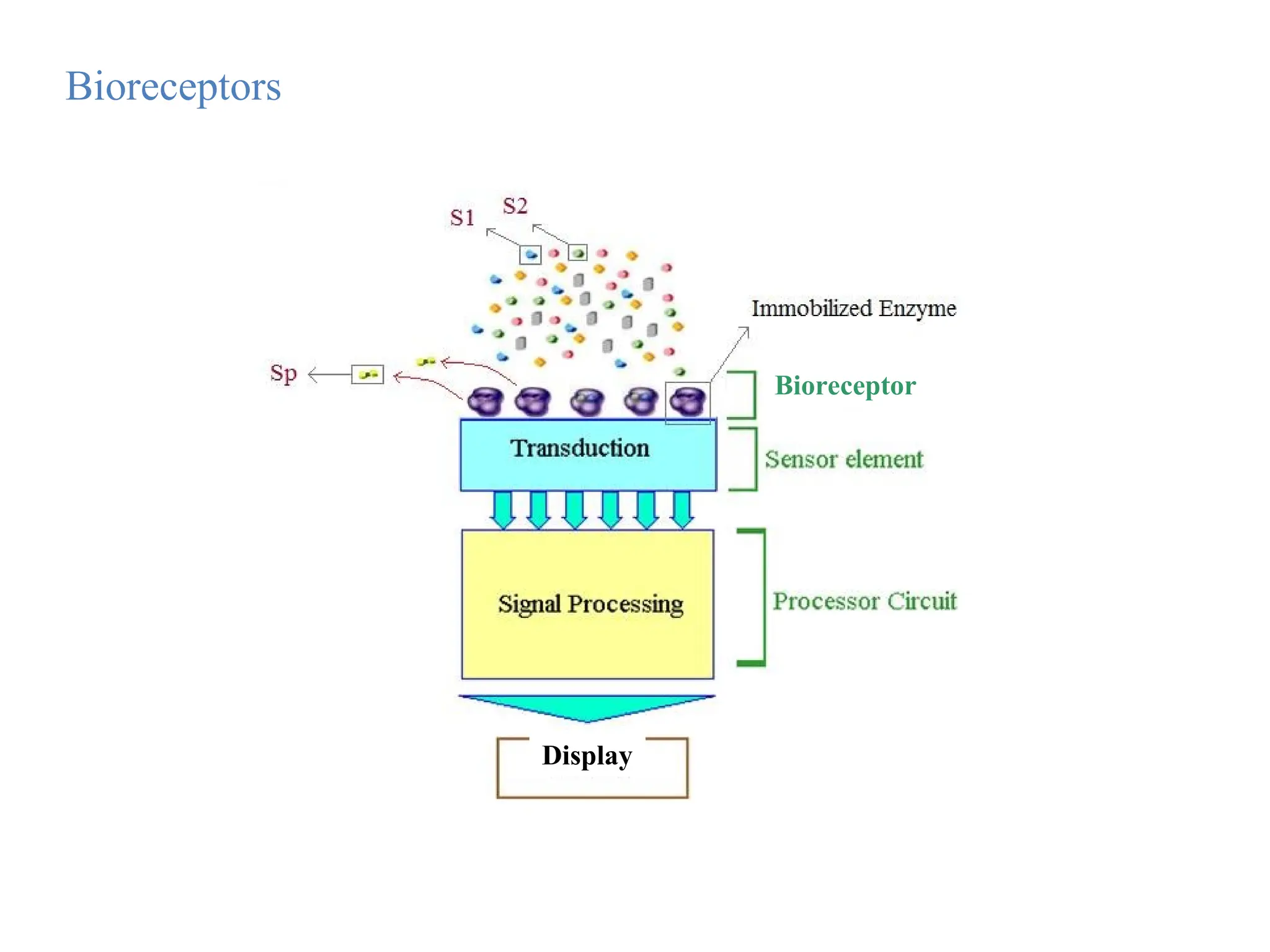 Bioreceptors
Bioreceptor
Display
 