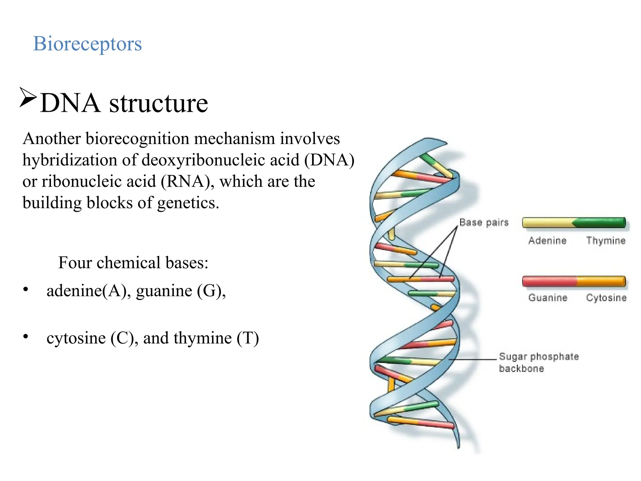 Four chemical bases:
• adenine(A), guanine (G),
• cytosine (C), and thymine (T)
Bioreceptors
DNA structure
Another biorecognition mechanism involves
hybridization of deoxyribonucleic acid (DNA)
or ribonucleic acid (RNA), which are the
building blocks of genetics.
 