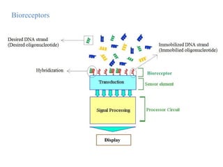 Biosensors Mechanism presentation powerpoint | PPT