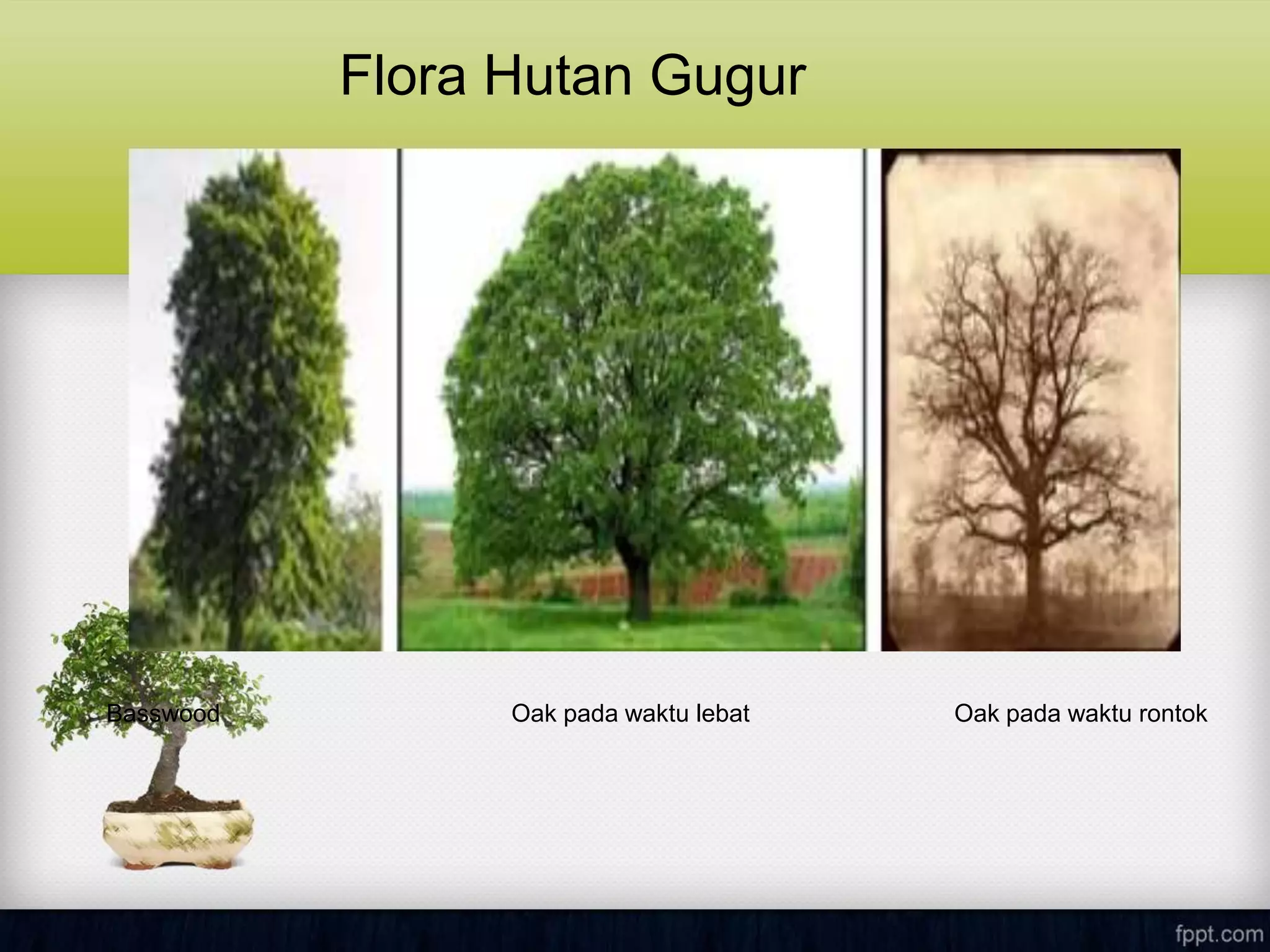 Flora Hutan Gugur
Basswood Oak pada waktu lebat Oak pada waktu rontok
 