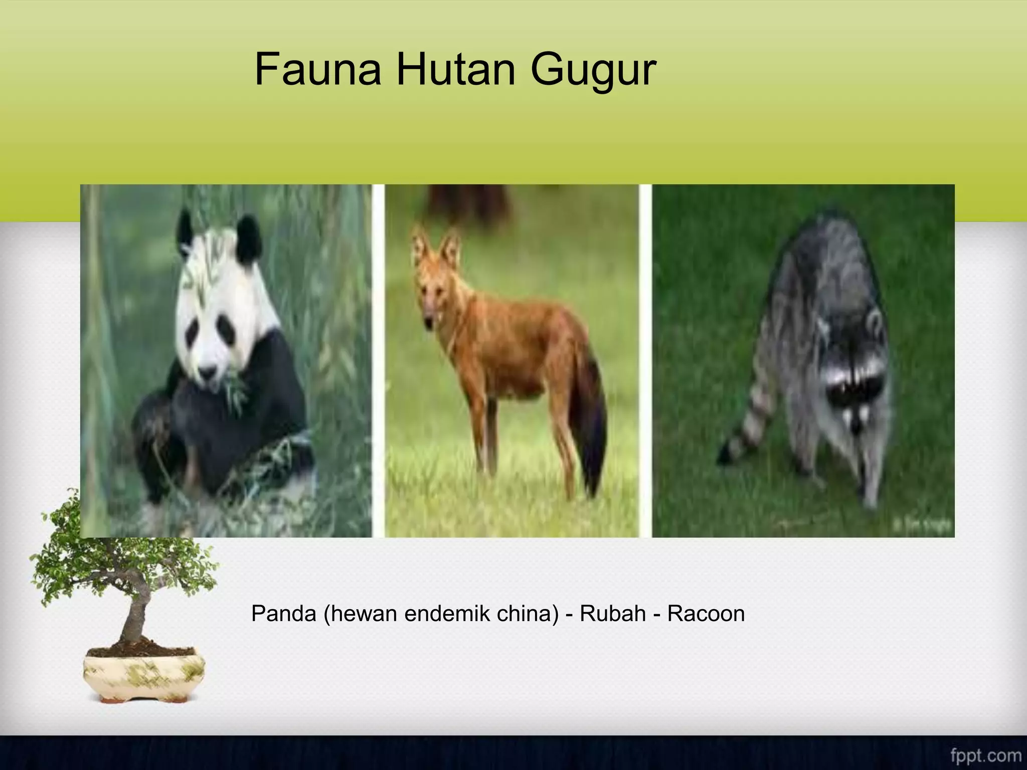 Fauna Hutan Gugur
Panda (hewan endemik china) - Rubah - Racoon
 