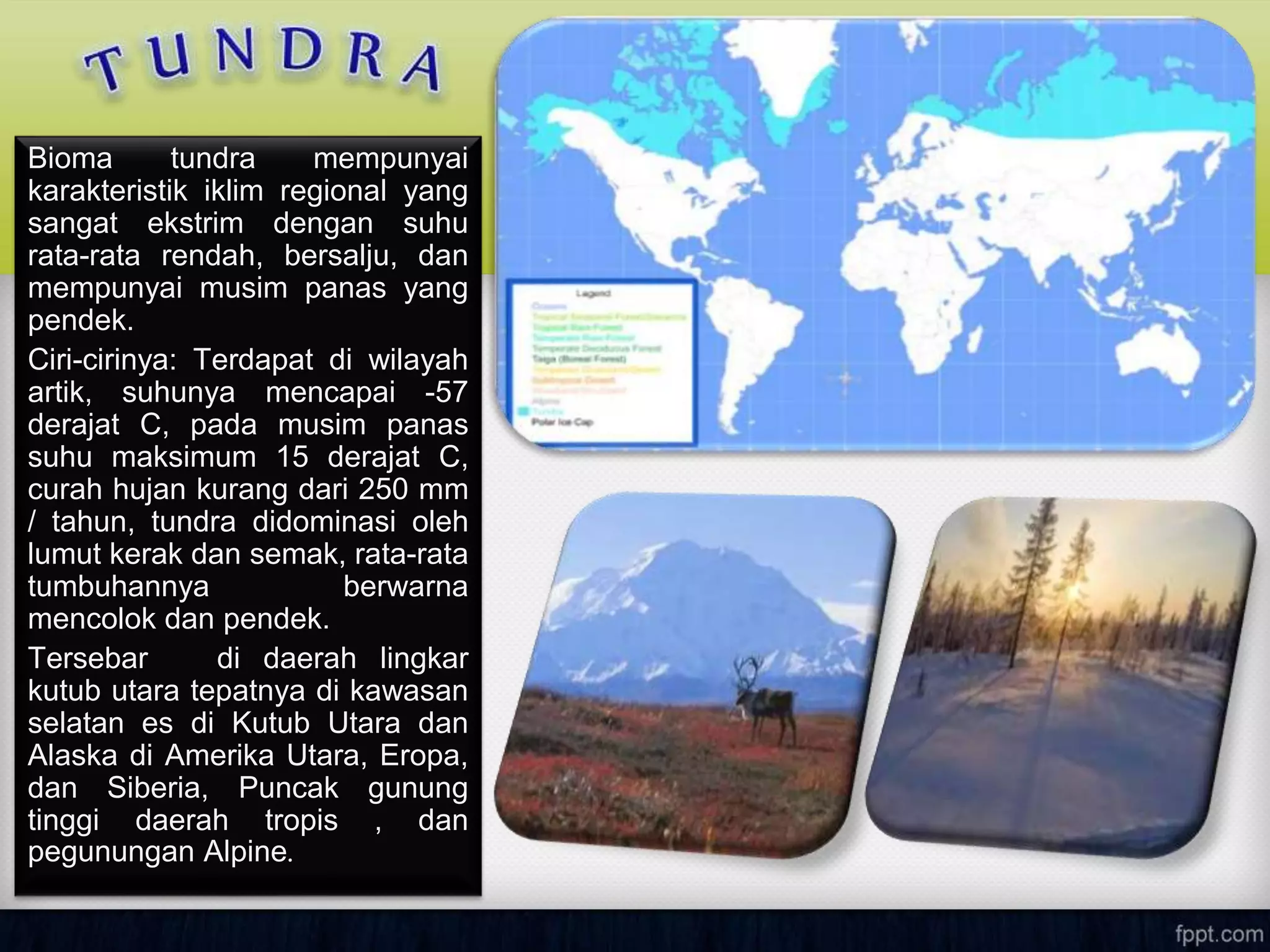 Bioma tundra mempunyai
karakteristik iklim regional yang
sangat ekstrim dengan suhu
rata-rata rendah, bersalju, dan
mempunyai musim panas yang
pendek.
Ciri-cirinya: Terdapat di wilayah
artik, suhunya mencapai -57
derajat C, pada musim panas
suhu maksimum 15 derajat C,
curah hujan kurang dari 250 mm
/ tahun, tundra didominasi oleh
lumut kerak dan semak, rata-rata
tumbuhannya berwarna
mencolok dan pendek.
Tersebar di daerah lingkar
kutub utara tepatnya di kawasan
selatan es di Kutub Utara dan
Alaska di Amerika Utara, Eropa,
dan Siberia, Puncak gunung
tinggi daerah tropis , dan
pegunungan Alpine.
 