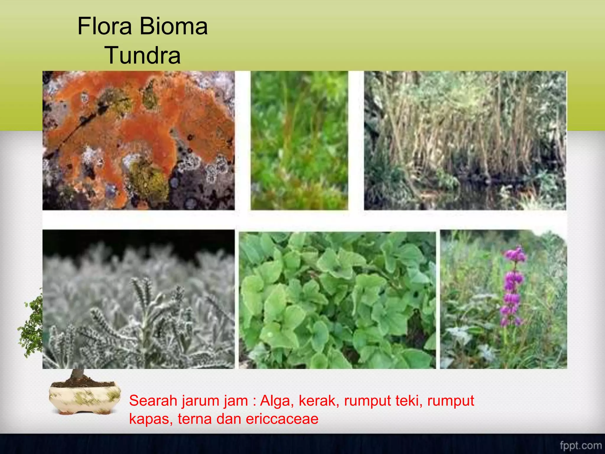 Flora Bioma
Tundra
Searah jarum jam : Alga, kerak, rumput teki, rumput
kapas, terna dan ericcaceae
 