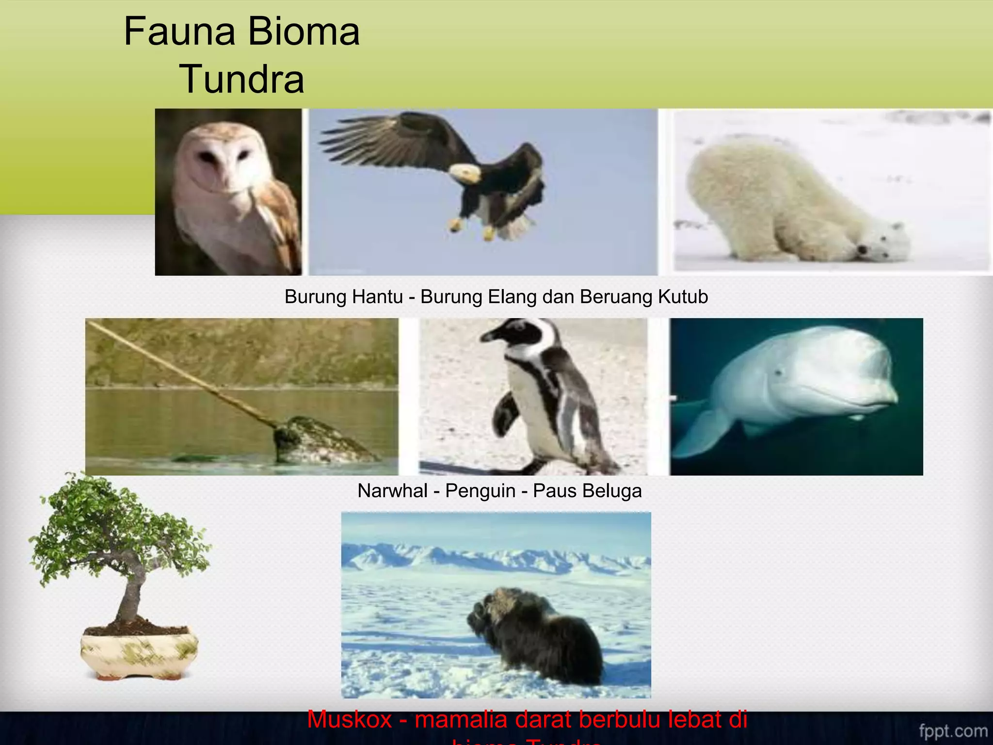 Fauna Bioma
Tundra
Burung Hantu - Burung Elang dan Beruang Kutub
Narwhal - Penguin - Paus Beluga
Muskox - mamalia darat berbulu lebat di
 