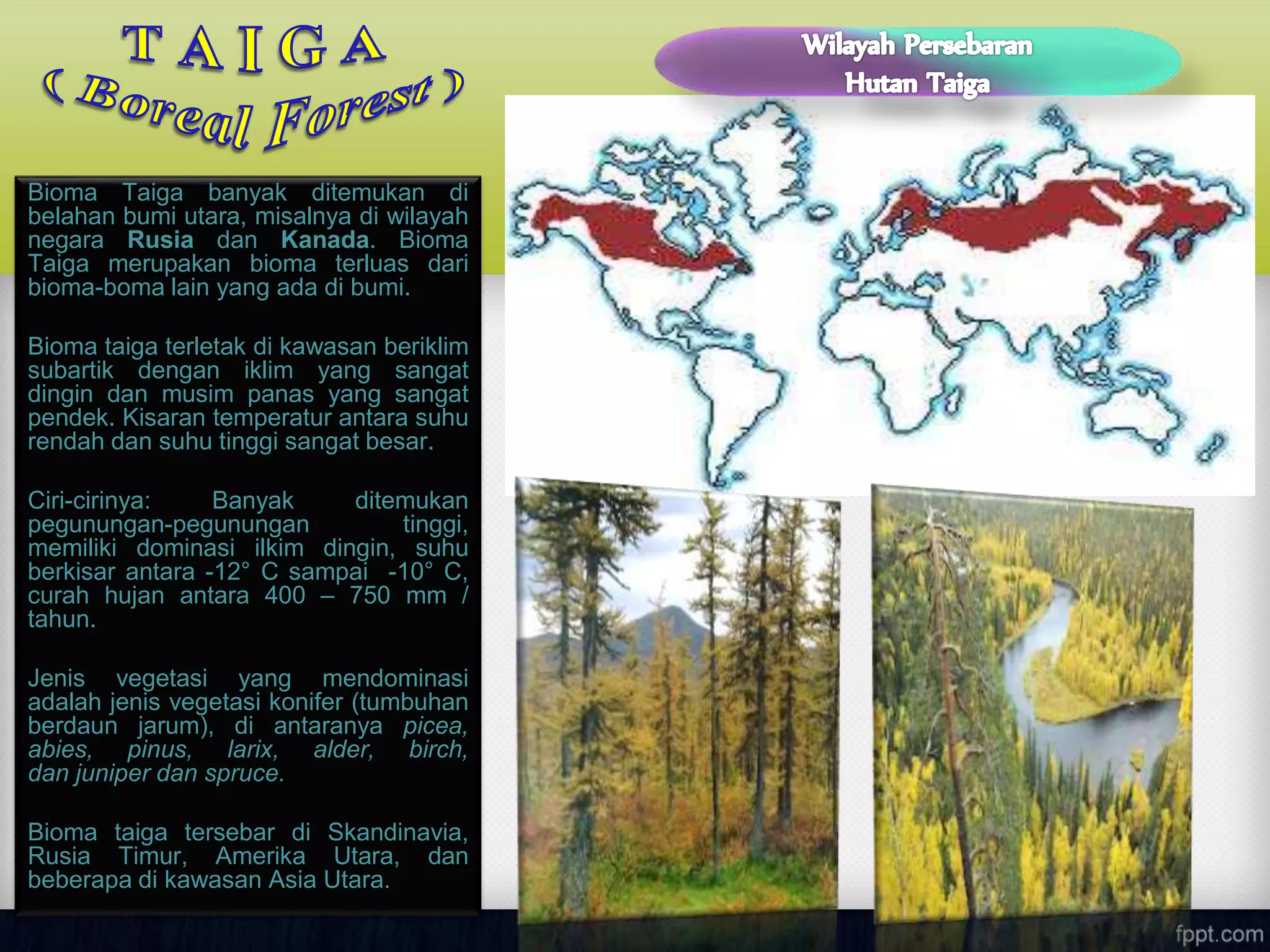 Bioma Taiga banyak ditemukan di
belahan bumi utara, misalnya di wilayah
negara Rusia dan Kanada. Bioma
Taiga merupakan bioma terluas dari
bioma-boma lain yang ada di bumi.
Bioma taiga terletak di kawasan beriklim
subartik dengan iklim yang sangat
dingin dan musim panas yang sangat
pendek. Kisaran temperatur antara suhu
rendah dan suhu tinggi sangat besar.
Ciri-cirinya: Banyak ditemukan
pegunungan-pegunungan tinggi,
memiliki dominasi ilkim dingin, suhu
berkisar antara -12° C sampai -10° C,
curah hujan antara 400 – 750 mm /
tahun.
Jenis vegetasi yang mendominasi
adalah jenis vegetasi konifer (tumbuhan
berdaun jarum), di antaranya picea,
abies, pinus, larix, alder, birch,
dan juniper dan spruce.
Bioma taiga tersebar di Skandinavia,
Rusia Timur, Amerika Utara, dan
beberapa di kawasan Asia Utara.
 