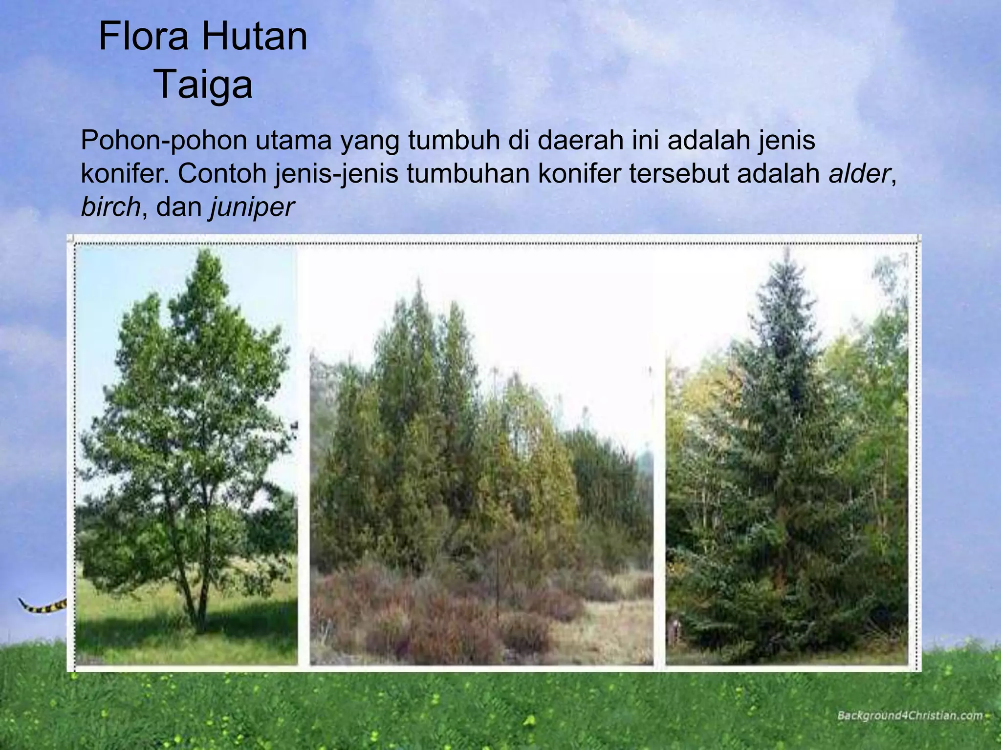 Flora Hutan
Taiga
Pohon-pohon utama yang tumbuh di daerah ini adalah jenis
konifer. Contoh jenis-jenis tumbuhan konifer tersebut adalah alder,
birch, dan juniper
 