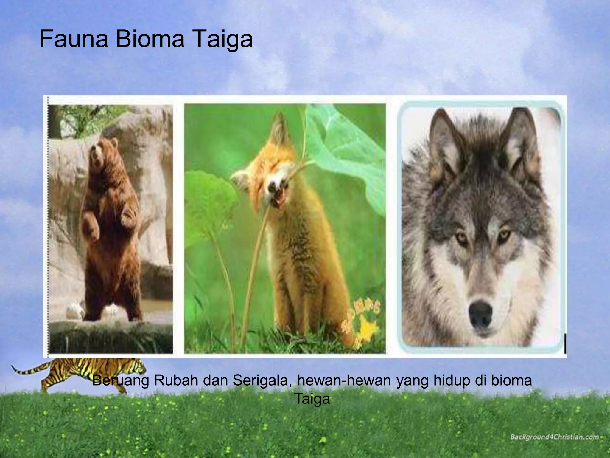 Fauna Bioma Taiga
Beruang Rubah dan Serigala, hewan-hewan yang hidup di bioma
Taiga
 