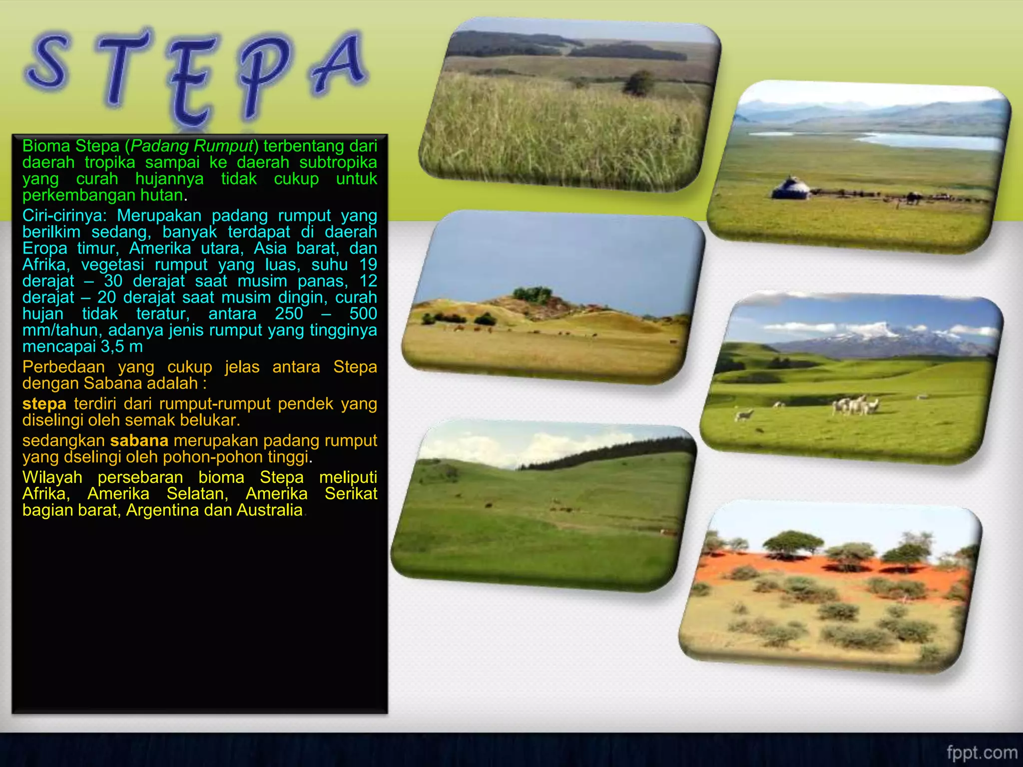 Bioma Stepa (Padang Rumput) terbentang dari
daerah tropika sampai ke daerah subtropika
yang curah hujannya tidak cukup untuk
perkembangan hutan.
Ciri-cirinya: Merupakan padang rumput yang
berilkim sedang, banyak terdapat di daerah
Eropa timur, Amerika utara, Asia barat, dan
Afrika, vegetasi rumput yang luas, suhu 19
derajat – 30 derajat saat musim panas, 12
derajat – 20 derajat saat musim dingin, curah
hujan tidak teratur, antara 250 – 500
mm/tahun, adanya jenis rumput yang tingginya
mencapai 3,5 m
Perbedaan yang cukup jelas antara Stepa
dengan Sabana adalah :
stepa terdiri dari rumput-rumput pendek yang
diselingi oleh semak belukar.
sedangkan sabana merupakan padang rumput
yang dselingi oleh pohon-pohon tinggi.
Wilayah persebaran bioma Stepa meliputi
Afrika, Amerika Selatan, Amerika Serikat
bagian barat, Argentina dan Australia.
 