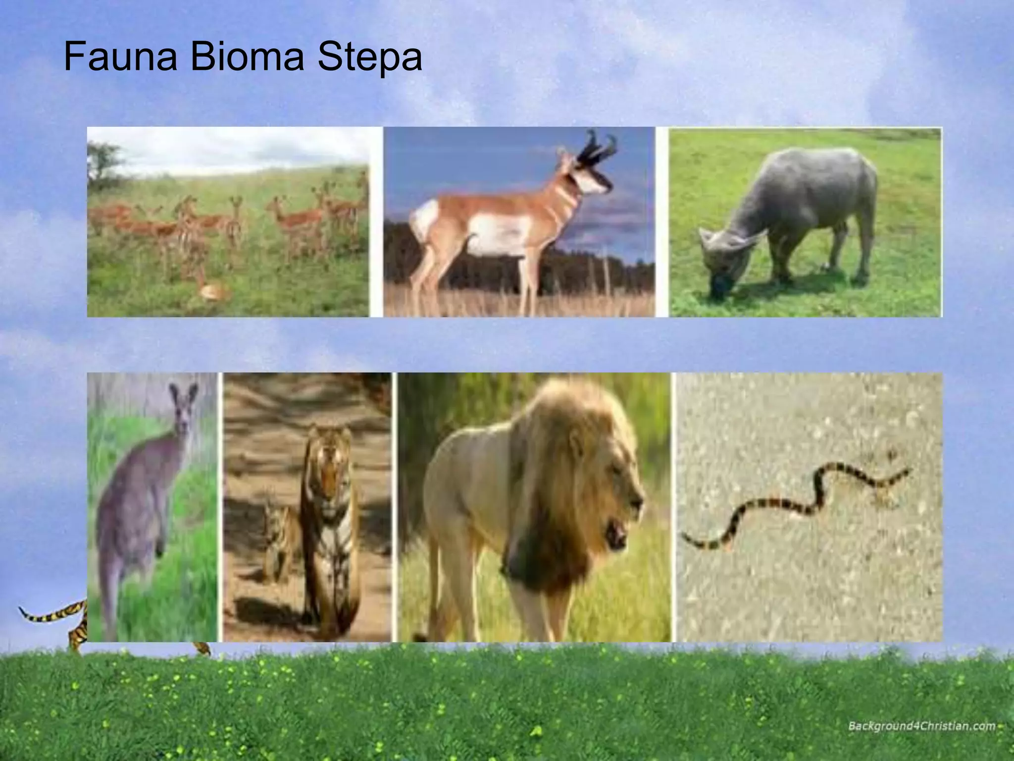 Fauna Bioma Stepa
 
