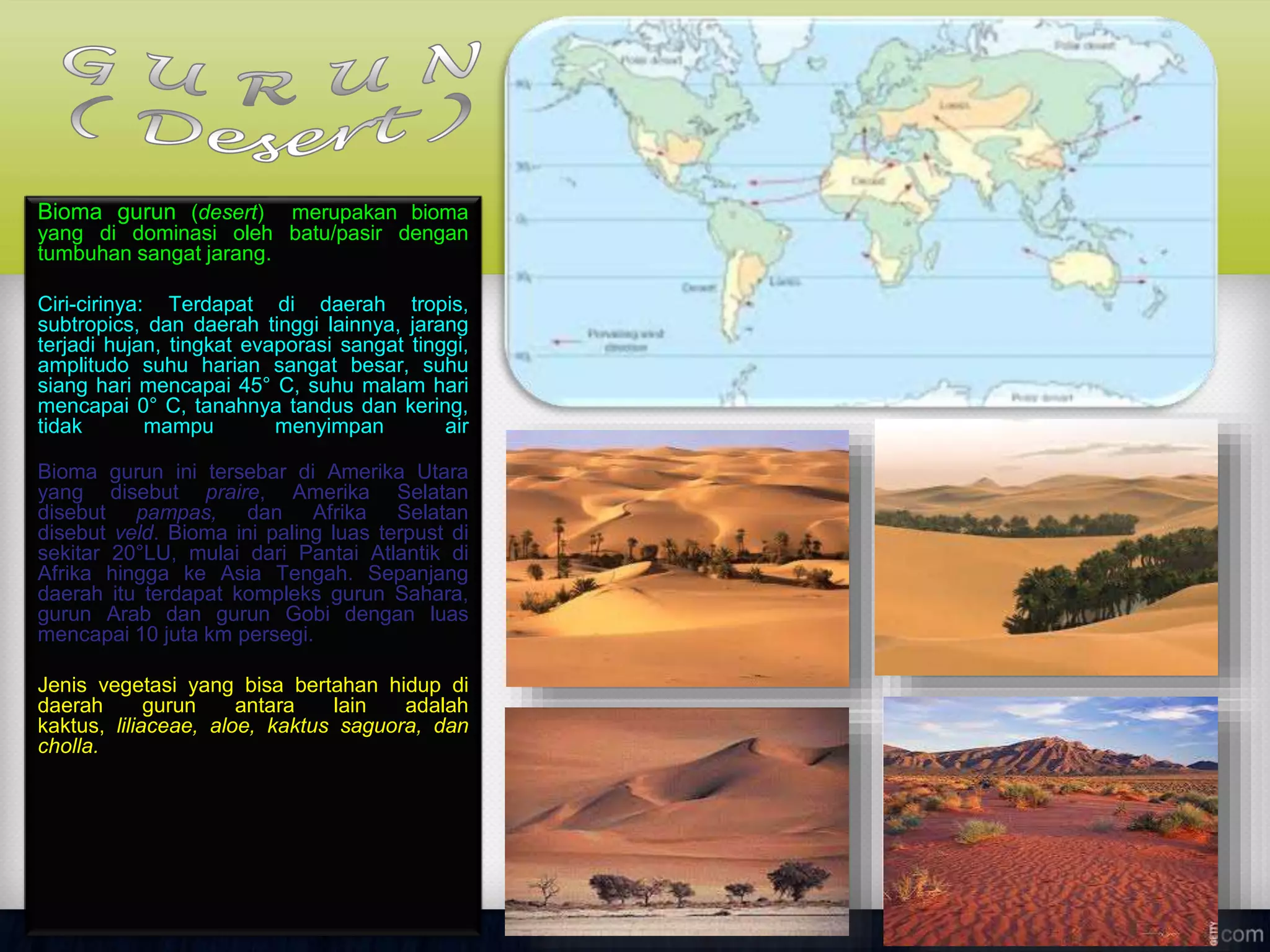 Bioma gurun (desert) merupakan bioma
yang di dominasi oleh batu/pasir dengan
tumbuhan sangat jarang.
Ciri-cirinya: Terdapat di daerah tropis,
subtropics, dan daerah tinggi lainnya, jarang
terjadi hujan, tingkat evaporasi sangat tinggi,
amplitudo suhu harian sangat besar, suhu
siang hari mencapai 45° C, suhu malam hari
mencapai 0° C, tanahnya tandus dan kering,
tidak mampu menyimpan air
Bioma gurun ini tersebar di Amerika Utara
yang disebut praire, Amerika Selatan
disebut pampas, dan Afrika Selatan
disebut veld. Bioma ini paling luas terpust di
sekitar 20°LU, mulai dari Pantai Atlantik di
Afrika hingga ke Asia Tengah. Sepanjang
daerah itu terdapat kompleks gurun Sahara,
gurun Arab dan gurun Gobi dengan luas
mencapai 10 juta km persegi.
Jenis vegetasi yang bisa bertahan hidup di
daerah gurun antara lain adalah
kaktus, liliaceae, aloe, kaktus saguora, dan
cholla.
 