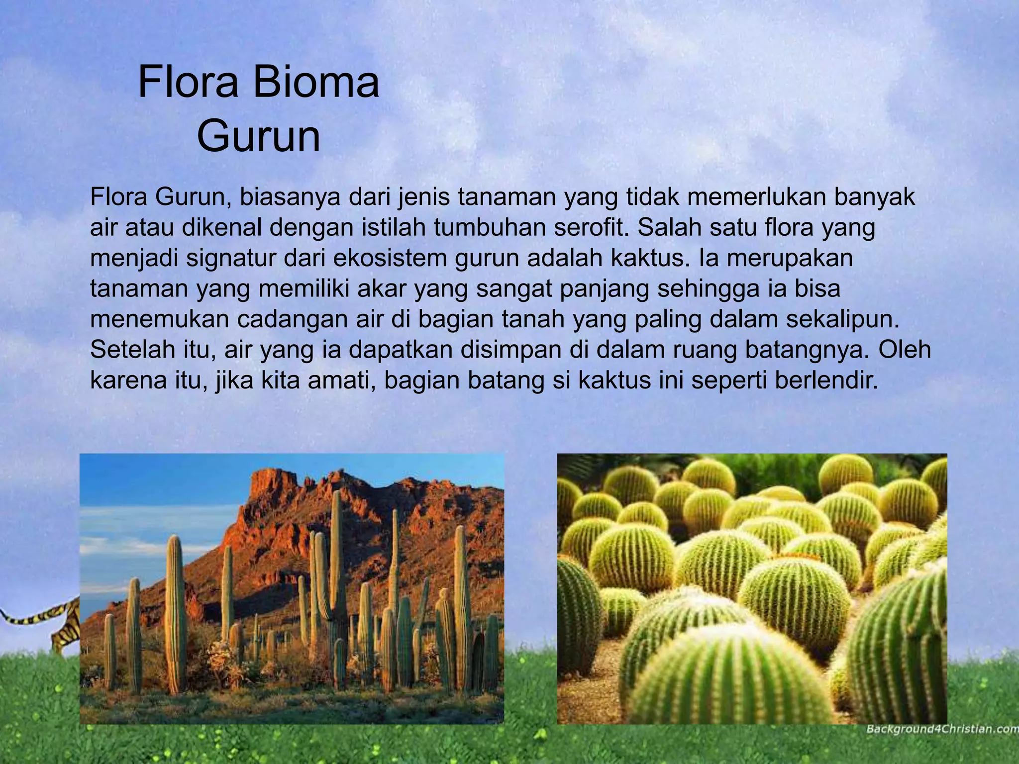 Flora Bioma
Gurun
Flora Gurun, biasanya dari jenis tanaman yang tidak memerlukan banyak
air atau dikenal dengan istilah tumbuhan serofit. Salah satu flora yang
menjadi signatur dari ekosistem gurun adalah kaktus. Ia merupakan
tanaman yang memiliki akar yang sangat panjang sehingga ia bisa
menemukan cadangan air di bagian tanah yang paling dalam sekalipun.
Setelah itu, air yang ia dapatkan disimpan di dalam ruang batangnya. Oleh
karena itu, jika kita amati, bagian batang si kaktus ini seperti berlendir.
 