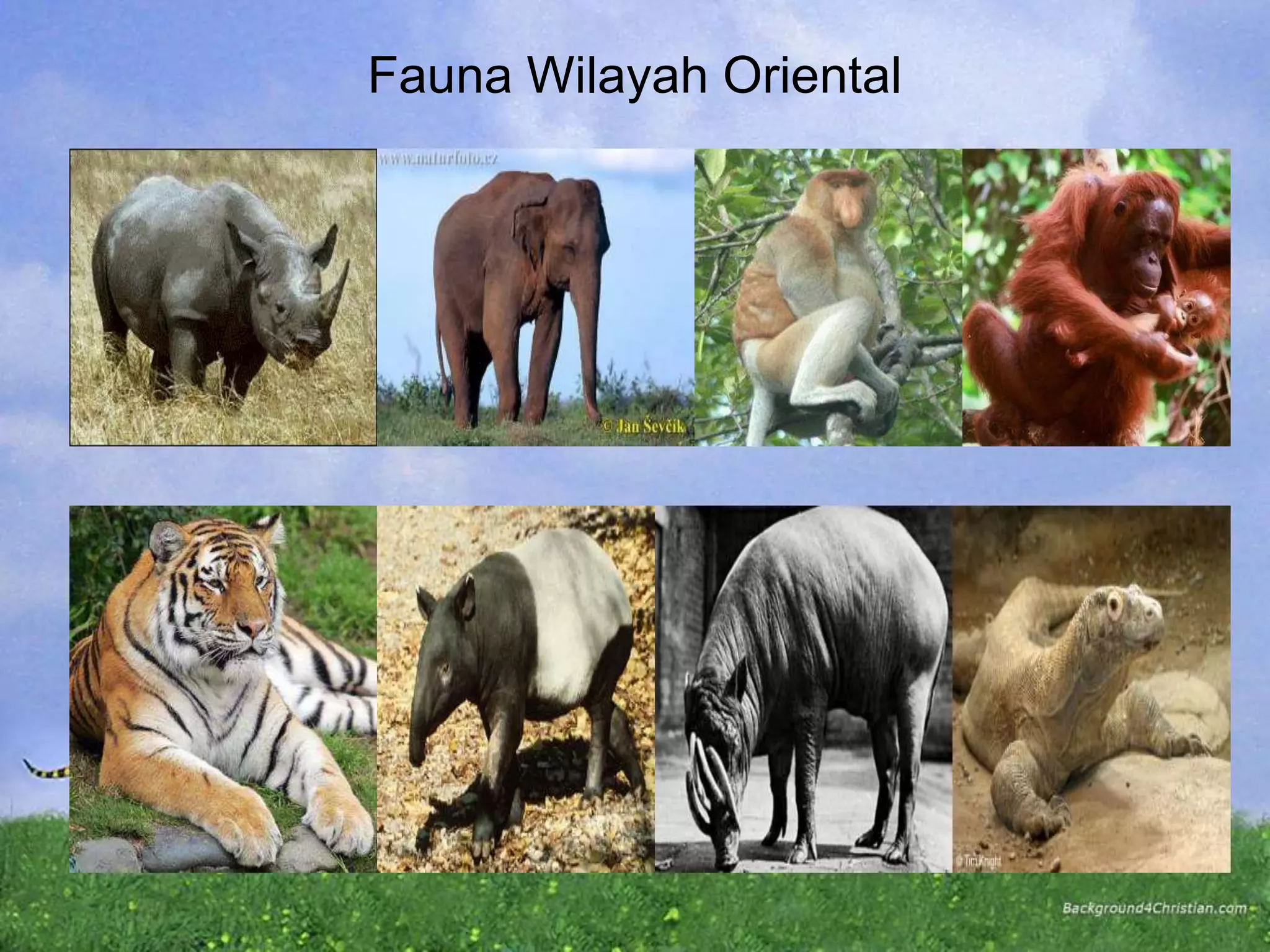 Fauna Wilayah Oriental
 