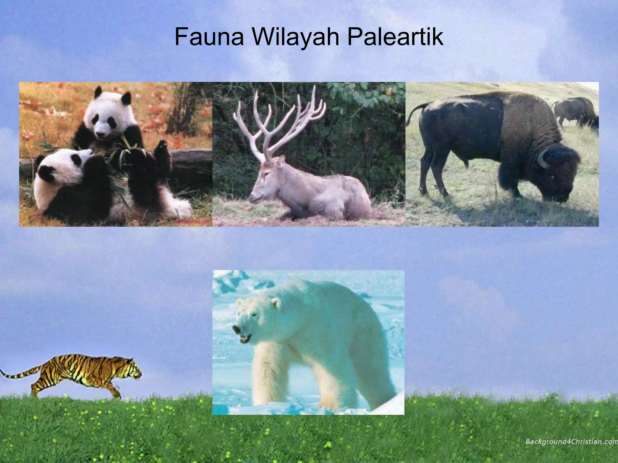 Fauna Wilayah Paleartik
 
