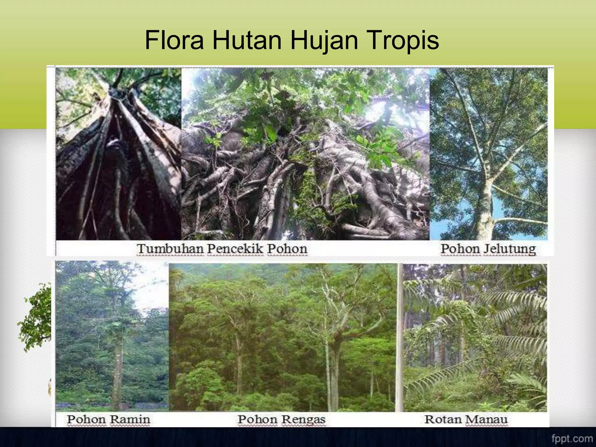 Flora Hutan Hujan Tropis
 