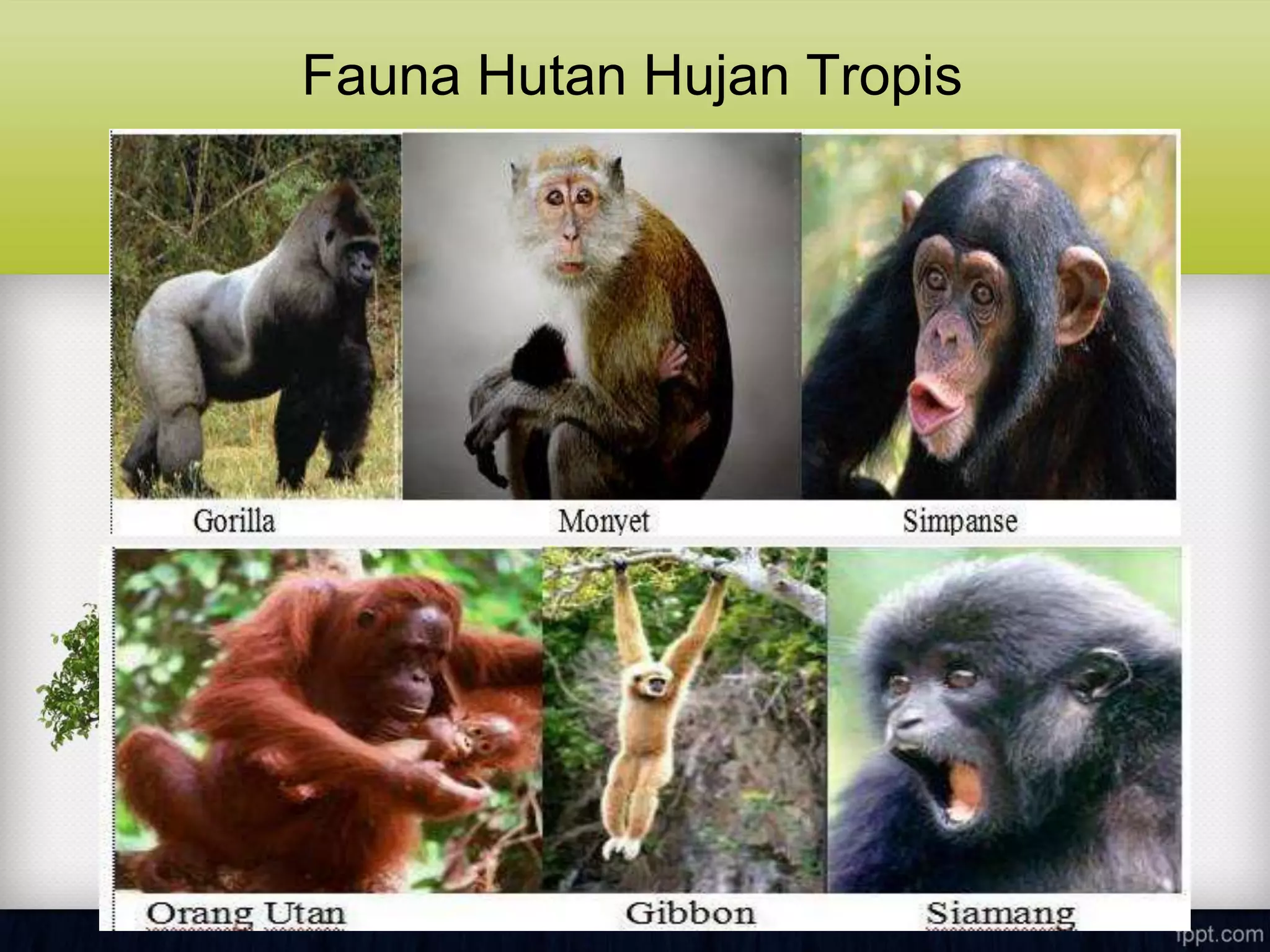 Fauna Hutan Hujan Tropis
 