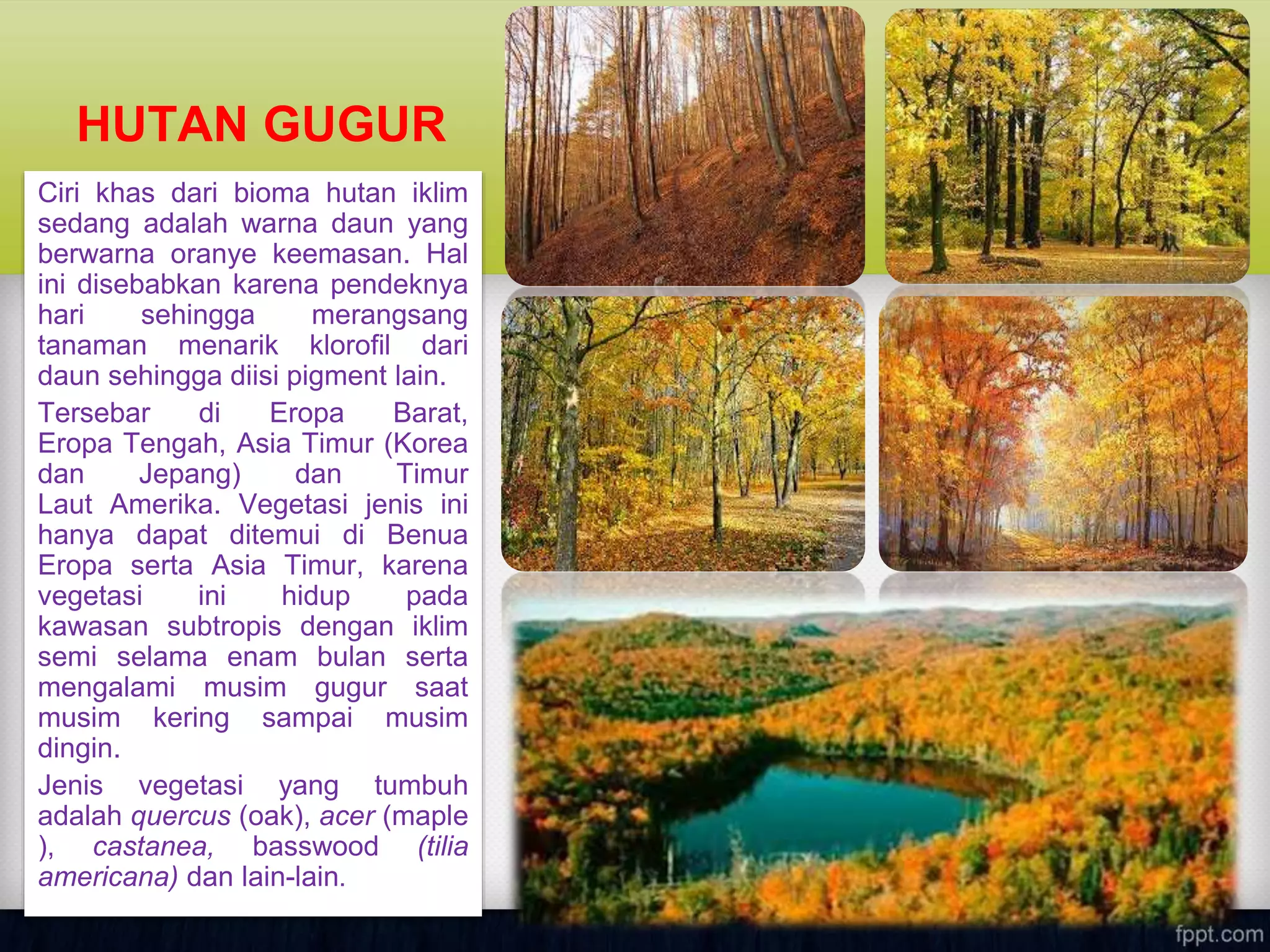 Ciri khas dari bioma hutan iklim
sedang adalah warna daun yang
berwarna oranye keemasan. Hal
ini disebabkan karena pendeknya
hari sehingga merangsang
tanaman menarik klorofil dari
daun sehingga diisi pigment lain.
Tersebar di Eropa Barat,
Eropa Tengah, Asia Timur (Korea
dan Jepang) dan Timur
Laut Amerika. Vegetasi jenis ini
hanya dapat ditemui di Benua
Eropa serta Asia Timur, karena
vegetasi ini hidup pada
kawasan subtropis dengan iklim
semi selama enam bulan serta
mengalami musim gugur saat
musim kering sampai musim
dingin.
Jenis vegetasi yang tumbuh
adalah quercus (oak), acer (maple
), castanea, basswood (tilia
americana) dan lain-lain.
HUTAN GUGUR
 