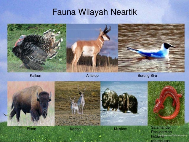 55 Gambar Fauna  Wilayah Neotropik  Terbaik Gambar Hewan