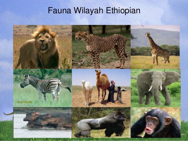 Unduh 47 Gambar Fauna  Wilayah Ethiopian  Paling Bagus 