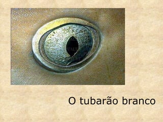 O tubarão branco