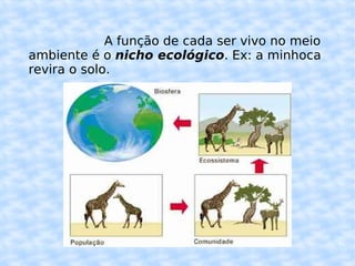 A função de cada ser vivo no meio ambiente é o  nicho ecológico . Ex: a minhoca revira o solo. 