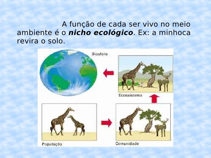 Explique O Que é E Como Atua A Seleção Natural