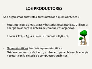 LOS PRODUCTORES
Son organismos autotrofos, fotosintéticos o quimiosintéticos.
- Fotosintéticos: plantas, algas y bacterias fotosintéticas. Utilizan la
energía solar para la síntesis de compuestos orgánicos.
E solar + CO2 + Agua + Sales  Glucosa + H20 + O2

- Quimiosintéticos: bacterias quimiosintéticas.
Oxidan compuestos de hierro, azufre, etc, para obtener la energía
necesaria en la síntesis de compuestos orgánicos.

 