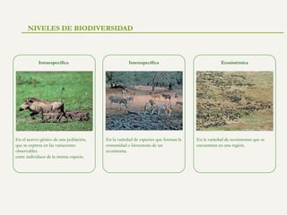 NIVELES DE BIODIVERSIDAD

Intraespecífica

En el acervo génico de una población,
que se expresa en las variaciones
observables
entre individuos de la misma especie.

Interespecífica

En la variedad de especies que forman la
comunidad o biocenosis de un
ecosistema.

Ecosistémica

En la variedad de ecosistemas que se
encuentran en una región.

 