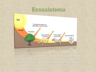 O sol, fornece energia ao produtor que por sua vez
proporciona alimento ao consumidor primário. O
consumidor secundário abastece-se do consumidor
primário. No fim da cadeia alimentar atuam os
decompositores (elementos que decompõem os tecidos
do consumidor secundário).
 