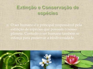  O ser humano é o principal responsável pela
extinção de espécies que povoam o nosso
planeta. Contudo o ser humano também se
esforça para preservar a biodiversidade.
 