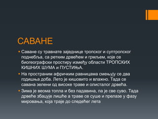 САВАНЕ
 Саване су травнате заједнице тропског и суптропског
поднебља, са ретким дрвећем и грмљем, које се
биогеографски простиру између области ТРОПСКИХ
КИШНИХ ШУМА и ПУСТИЊА.
 На пространим афричким равницама смењују се два
годишња доба. Лето је кишовито и влажно. Тада се
савана зелени од високе траве и олисталог дрвећа.
 Зима је веома топла и без падавина, па је све суво. Тада
дрвеће збацује лишће а траве се суше и прелазе у фазу
мировања, која траје до следећег лета
 