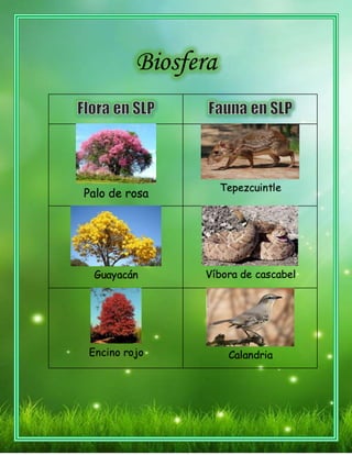 Biosfera
Palo de rosa
Tepezcuintle
Guayacán Víbora de cascabel
Encino rojo Calandria
 