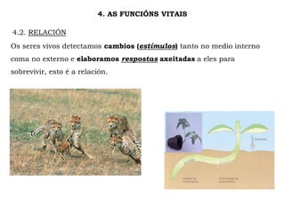 4. AS FUNCIÓNS VITAIS
4.2. RELACIÓN
Os seres vivos detectamos cambios (estímulos) tanto no medio interno
coma no externo e elaboramos respostas axeitadas a eles para
sobrevivir, esto é a relación.
 