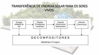 TRANSFERÊNCIA DE ENERGIA SOLAR PARA OS SERES
VIVOS.
 