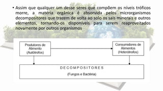 • Assim que qualquer um desse seres que compõem os níveis tróficos
morre, a matéria orgânica é absorvida pelos microrganismos
decompositores que trazem de volta ao solo os sais minerais e outros
elementos, tornando-os disponíveis para serem reaproveitados
novamente por outros organismos
 