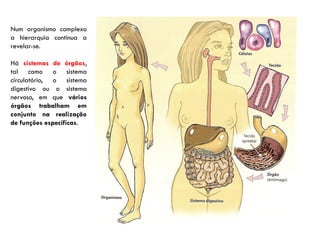 Num organismo complexo
a hierarquia continua a
revelar-se.
Há sistemas de órgãos,
tal como o sistema
circulatório, o sistema
digestivo ou o sistema
nervoso, em que vários
órgãos trabalham em
conjunto na realização
de funções específicas.
 