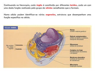 Continuando na hierarquia, cada órgão é constituído por diferentes tecidos, cada um com
uma dada função realizada pelo grupo de células semelhantes que o formam.
Numa célula podem identificar-se vários organelos, estruturas que desempenham uma
função específica na célula.
 