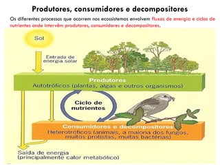 Produtores, consumidores e decompositores
Os diferentes processos que ocorrem nos ecossistemas envolvem fluxos de energia e ciclos de
nutrientes onde intervêm produtores, consumidores e decompositores.
 