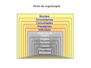 Níveis de organização
 