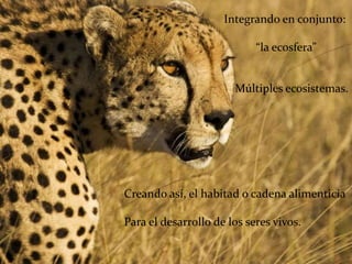 Integrando en conjunto:

                            “la ecosfera”


                       Múltiples ecosistemas.




Creando así, el habitad o cadena alimenticia

Para el desarrollo de los seres vivos.
 