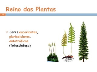 Reino das Plantas Seres  eucariontes ,  pluricelulares ,  autotróficos  (fotossíntese). 
