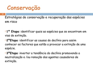 Conservação Estratégias de conservação e recuperação das espécies em risco 1ª Etapa : identificar quais as espécies que se encontram em vias de extinção. 2ªEtapa : identificar as causas do declínio para assim conhecer os factores que estão a provocar a extinção de uma espécie. 3ªEtapa : inverter a tendência do declínio promovendo a neutralização e /ou remoção dos agentes causadores de extinção. 