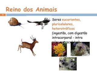 Reino dos Animais Seres  eucariontes, pluricelulares, heterotróficos  (ingestão, com digestão intracorporal - intra e/ou extracelular) 