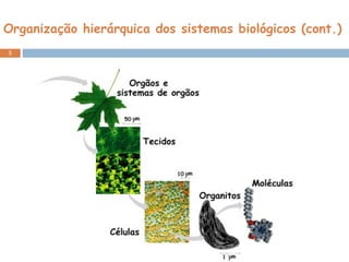 Organização hierárquica dos sistemas biológicos (cont.) 