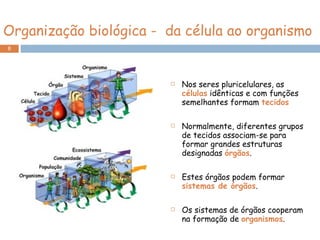 Organização biológica -  da célula ao organismo Nos seres pluricelulares, as  células  idênticas e com funções semelhantes formam  tecidos Normalmente, diferentes grupos de tecidos associam-se para formar grandes estruturas designadas  órgãos . Estes órgãos podem formar  sistemas de órgãos . Os sistemas de órgãos cooperam na formação de  organismos . 
