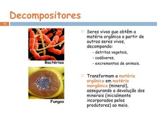 Decompositores Seres vivos que obtêm a matéria orgânica a partir de outros seres vivos, decompondo: - detritos vegetais, - cadáveres, - excrementos de animais. Transformam a  matéria orgânica  em  matéria inorgânica  (mineral), assegurando a devolução dos minerais (inicialmente incorporados pelos produtores) ao meio. 